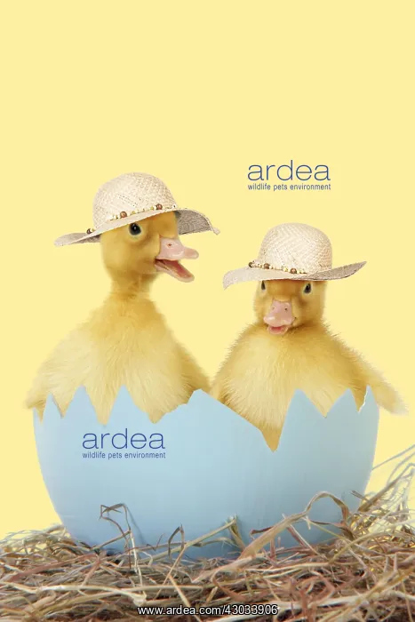  : Ducklings wearing straw hats  /  easter bonnet