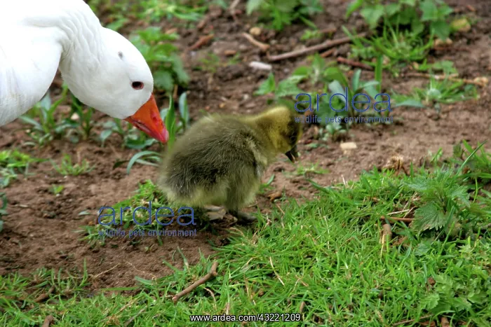 : Ducks and ducklings patrol the Thames, Oxford : Ducks and ducklings patrol the Thames, Oxford