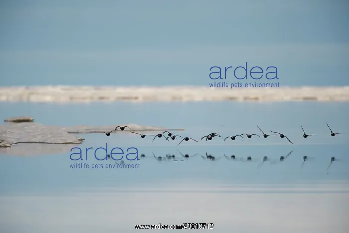 : Ducks in flight above the open water Arctic National : Ducks in flight above the open water Arctic National