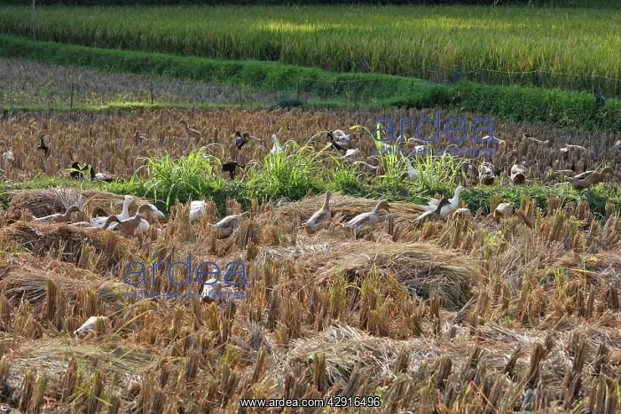 : Ducks - grazing in rice fields : Ducks - grazing in rice fields
