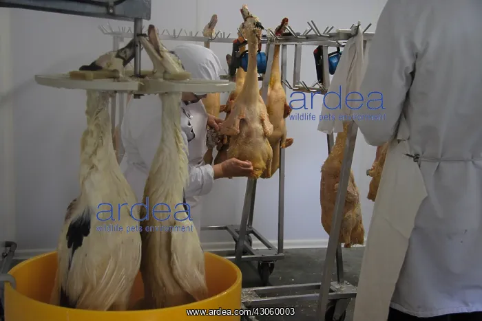 : Ducks are immersed in hot water to be plucked : Ducks are immersed in hot water to be plucked