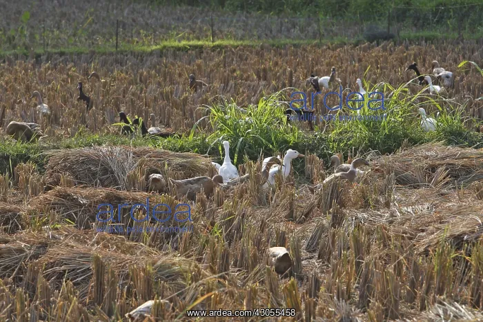 : Ducks in a rice paddy field Bali Indonesia : Ducks in a rice paddy field Bali Indonesia