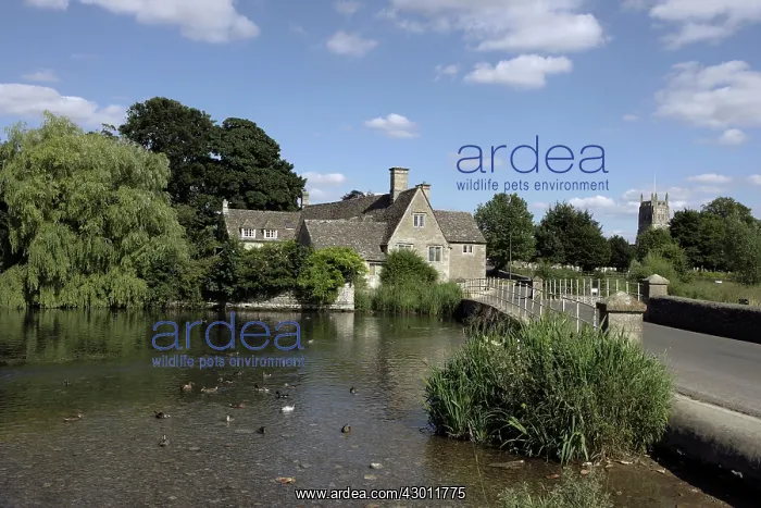 : Ducks on the river beside the old Mill House Fairford : Ducks on the river beside the old Mill House Fairford