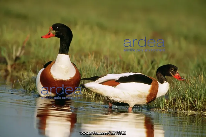 : DUCKS - Shelducks foraging : DUCKS - Shelducks foraging
