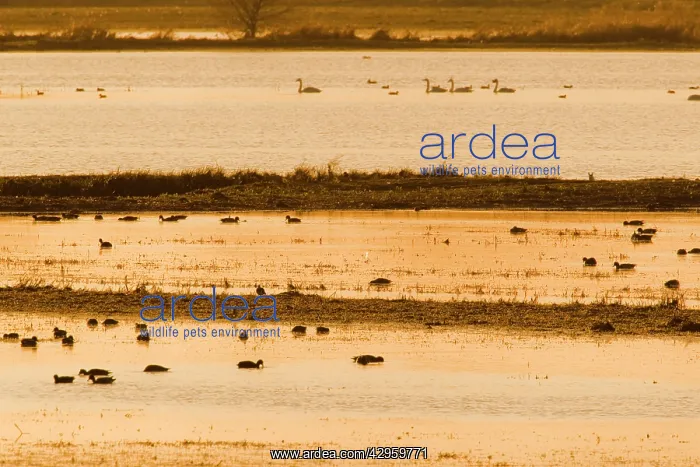 : Ducks and Swans - on Ouse Washes in evening light : Ducks and Swans - on Ouse Washes in evening light