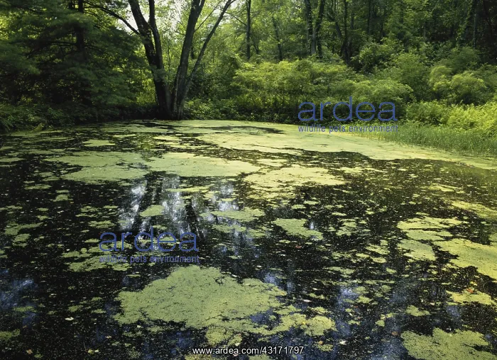 : Duckweed and Algae on Pond : Duckweed and Algae on Pond