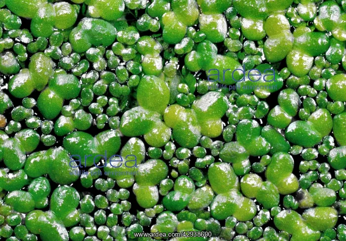  : DUCKWEED - on surface, showing dividing leaves