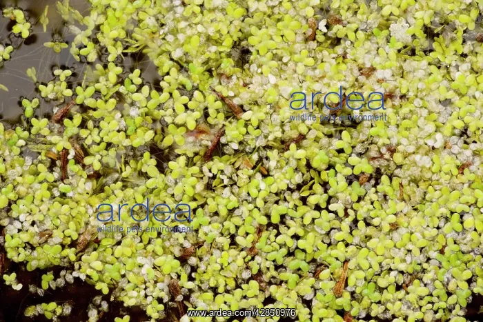  : Least duckweed - from USA, naturalised on pond in France