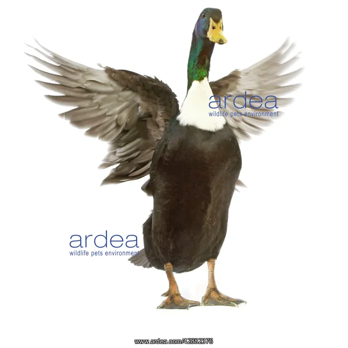  : Duclair Duck - flapping wings in studio