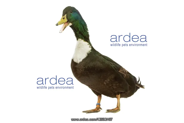  : Duclair Duck - in studio