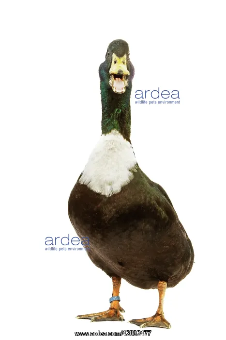  : Duclair Duck - in studio