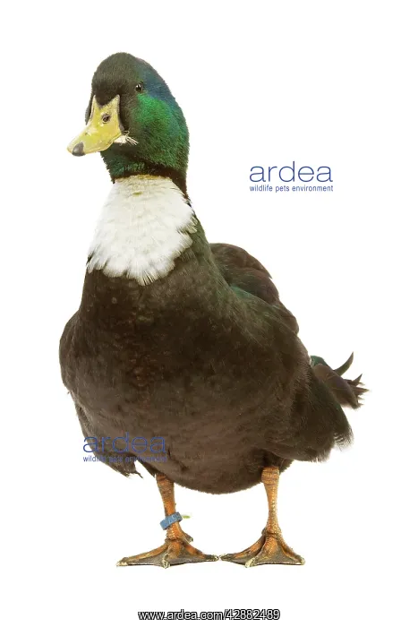  : Duclair Duck - in studio