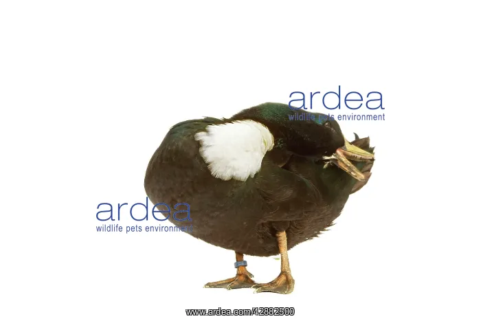 : Duclair Duck - in studio : Duclair Duck - in studio