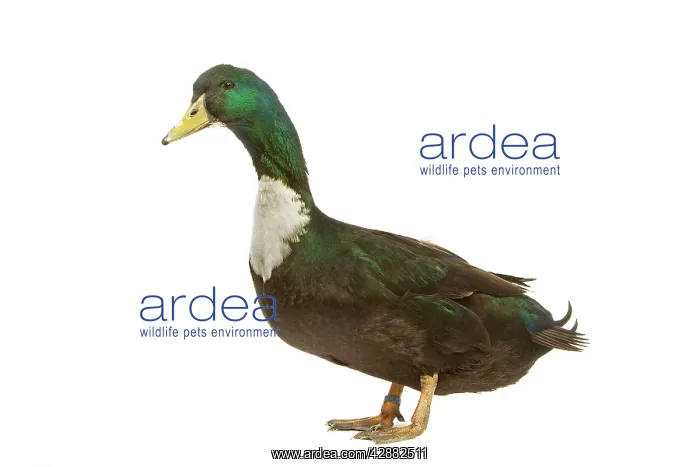  : Duclair Duck - in studio