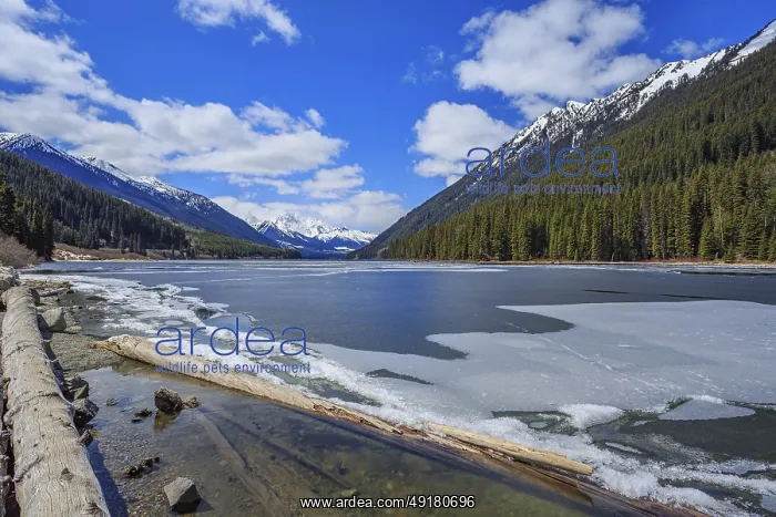 : Duffy Lake is almost free of ice after the spring thaw in the mountainous region of southern British Columbia : Duffy Lake is almost free of ice after the spring thaw in the mountainous region of southern British Columbia