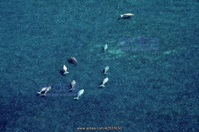 : Dugong - aerial view over bed of sea grass : Dugong - aerial view over bed of sea grass