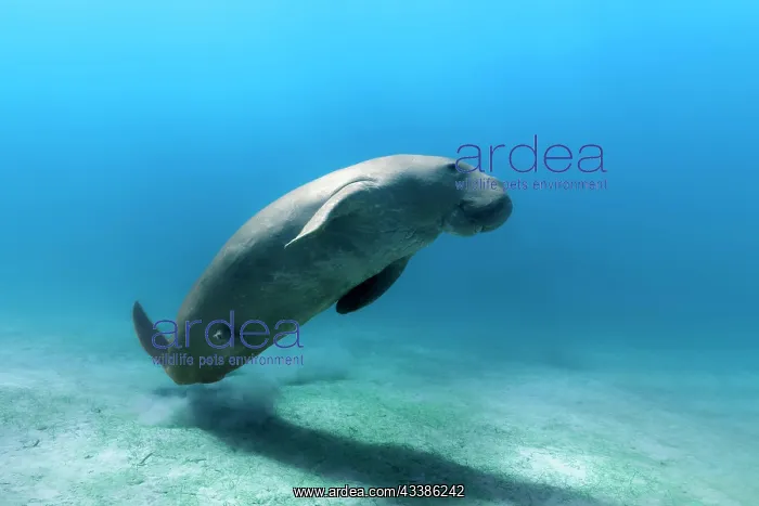 : Dugong (Dugong dugon) also dugong, bull, male, a : Dugong (Dugong dugon) also dugong, bull, male, a