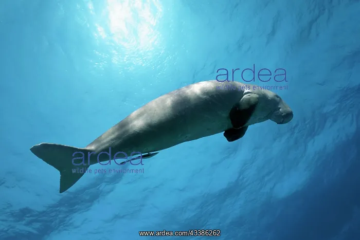  : Dugong (Dugong dugon) also dugong, female, adult