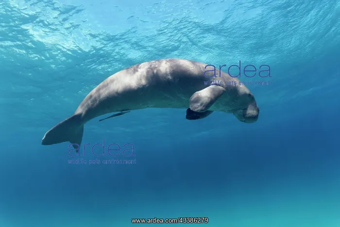 : Dugong (Dugong dugon) also dugong, female, adult : Dugong (Dugong dugon) also dugong, female, adult