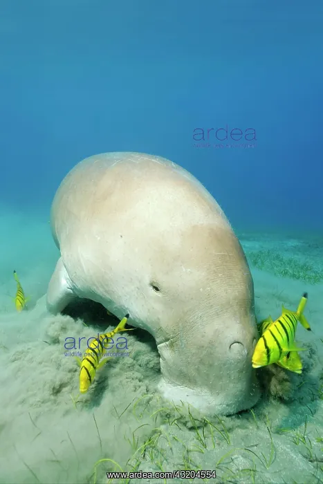 : Dugong (Dugong dugon) grazing on seagrass meadow : Dugong (Dugong dugon) grazing on seagrass meadow