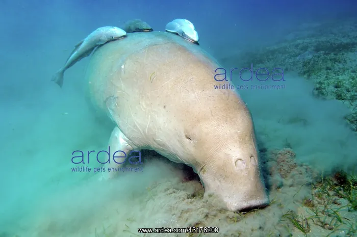 : Dugong dugong eats seaweed, Egypt, Africa : Dugong dugong eats seaweed, Egypt, Africa