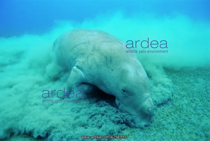 : Dugong - feeding : Dugong - feeding