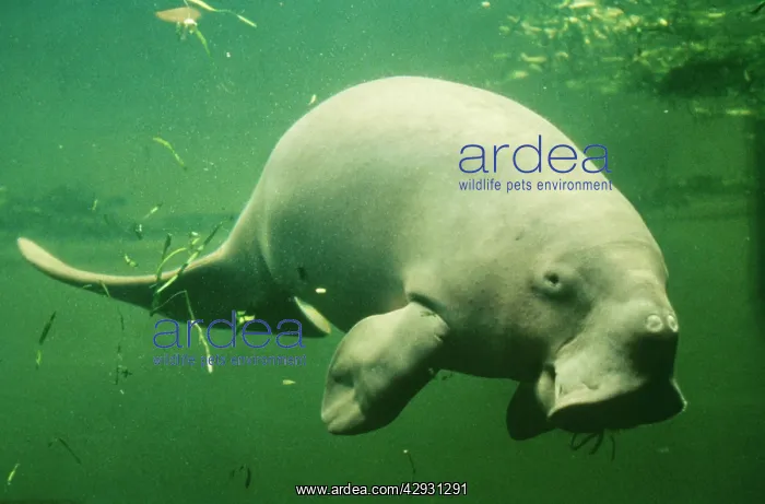: Dugong - side on, underwater : Dugong - side on, underwater