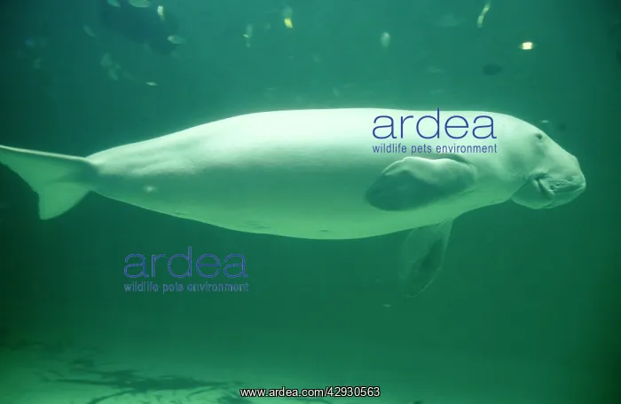 : Dugong - sideview swimming : Dugong - sideview swimming