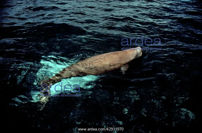: Dugong - surfacing : Dugong - surfacing