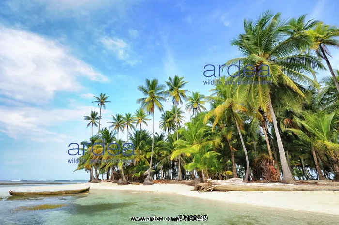 : Dugout boat, deserted beach with palm trees on a : Dugout boat, deserted beach with palm trees on a