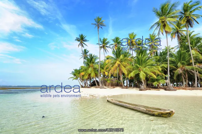 : Dugout boat, deserted beach with palm trees on a