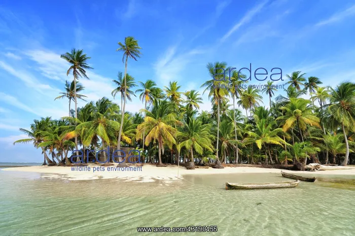 : Dugout boats, deserted beach with palm trees on : Dugout boats, deserted beach with palm trees on