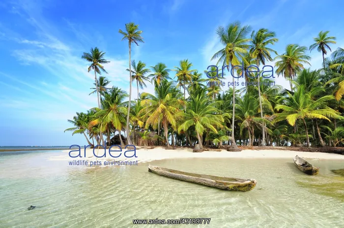 : Dugout boats, deserted beach with palm trees on : Dugout boats, deserted beach with palm trees on