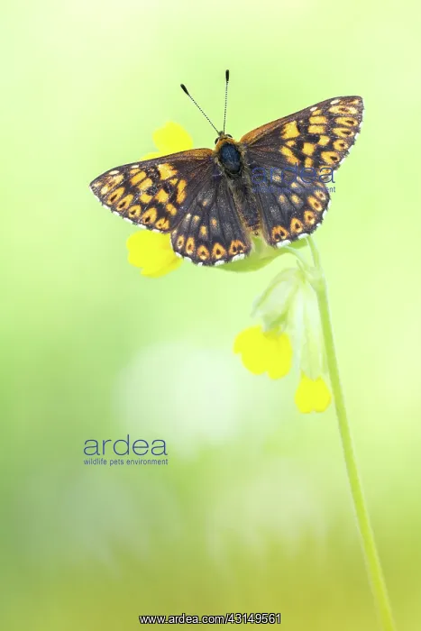 : Duke of Burgundy : Duke of Burgundy