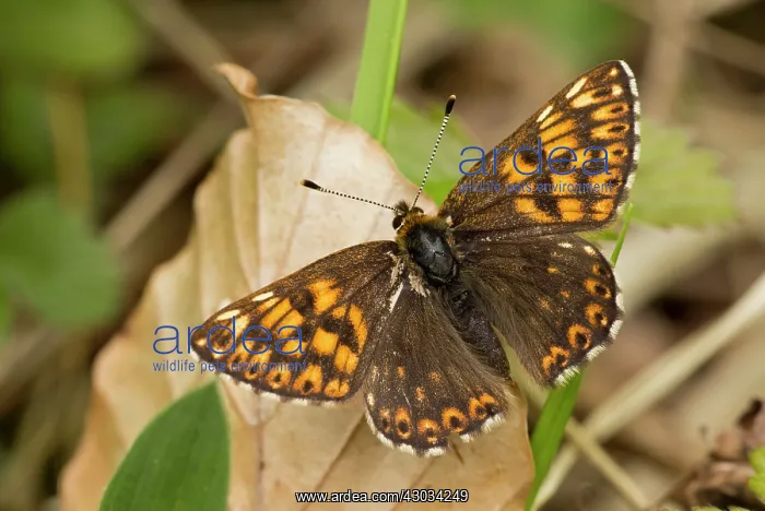  : Duke of Burgundy Butterfly male basking in the sun