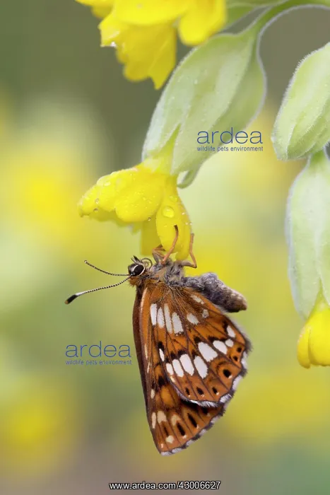: Duke of Burgundy Fritillary Butterfly : Duke of Burgundy Fritillary Butterfly