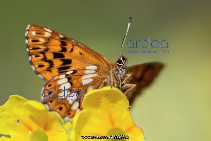 : Duke of Burgundy Fritillary Butterfly : Duke of Burgundy Fritillary Butterfly