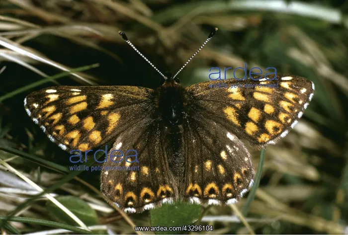 : Duke of Burgundy Fritillary Butterfly : Duke of Burgundy Fritillary Butterfly