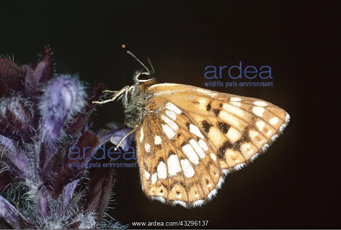 : Duke of Burgundy Fritillary Butterfly : Duke of Burgundy Fritillary Butterfly