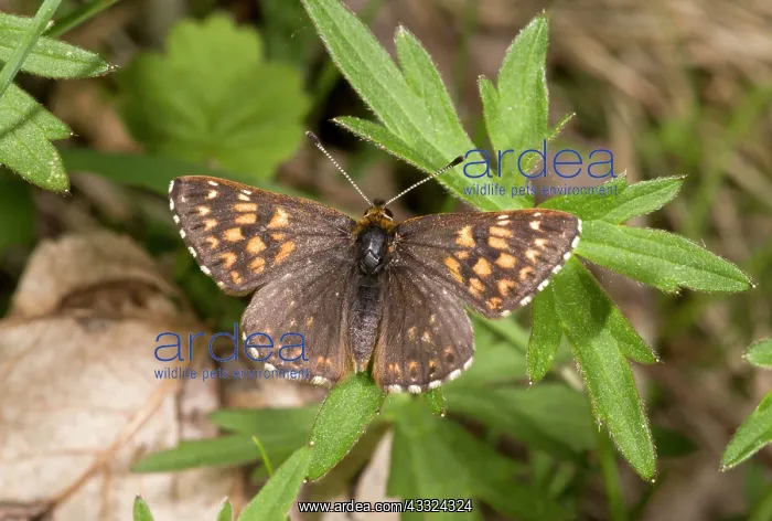 : Duke of Burgundy Fritillary Butterfly - male : Duke of Burgundy Fritillary Butterfly - male