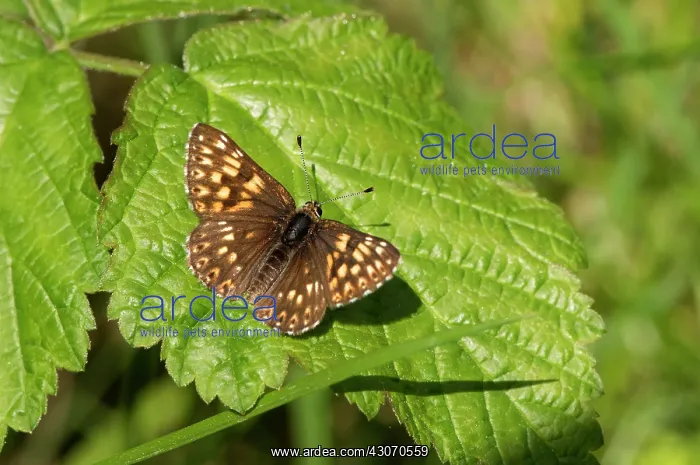 : Duke of Burgundy Fritillary (Hamearis lucina) resting : Duke of Burgundy Fritillary (Hamearis lucina) resting