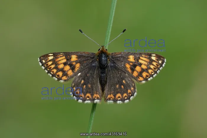 : Duke of Burgundy (Hamearis lucina) : Duke of Burgundy (Hamearis lucina)