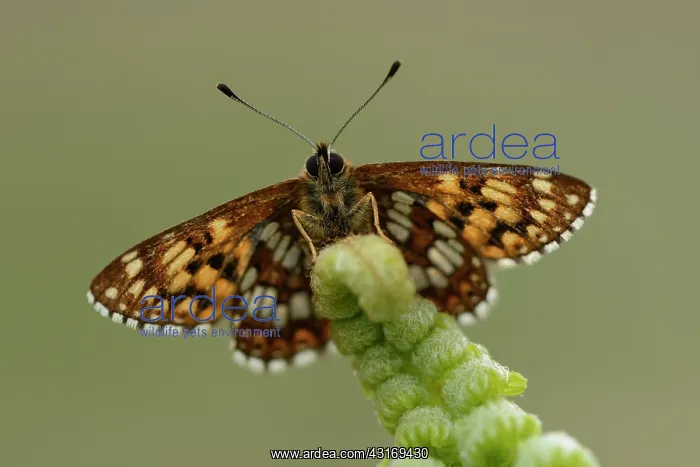  : Duke of Burgundy (Hamearis lucina)