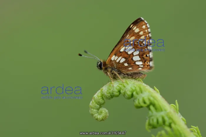 : Duke of Burgundy (Hamearis lucina) : Duke of Burgundy (Hamearis lucina)