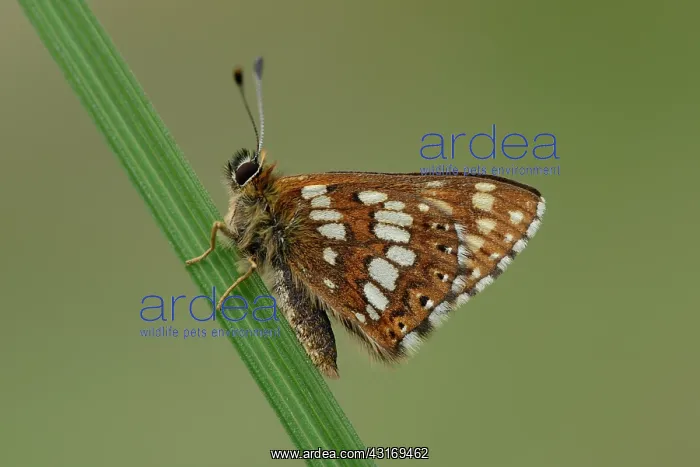 : Duke of Burgundy (Hamearis lucina) : Duke of Burgundy (Hamearis lucina)