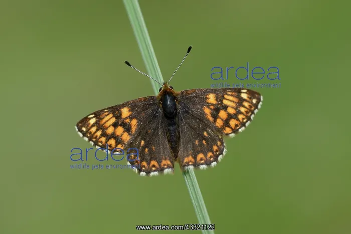 : Duke of Burgundy (Hamearis lucina) : Duke of Burgundy (Hamearis lucina)