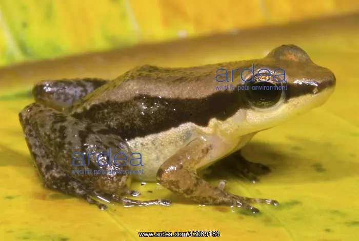 : Dull Rocket Frog : Dull Rocket Frog