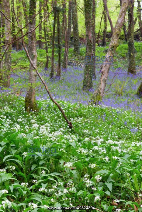 : Duloe Woods in Spring - with Wild Garlic and Bluebells : Duloe Woods in Spring - with Wild Garlic and Bluebells