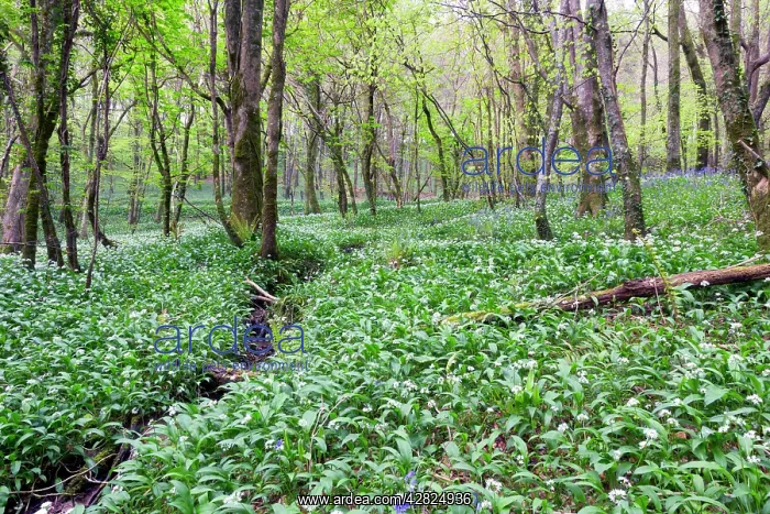  : Duloe Woods in Spring - with Wild Garlic and Bluebells