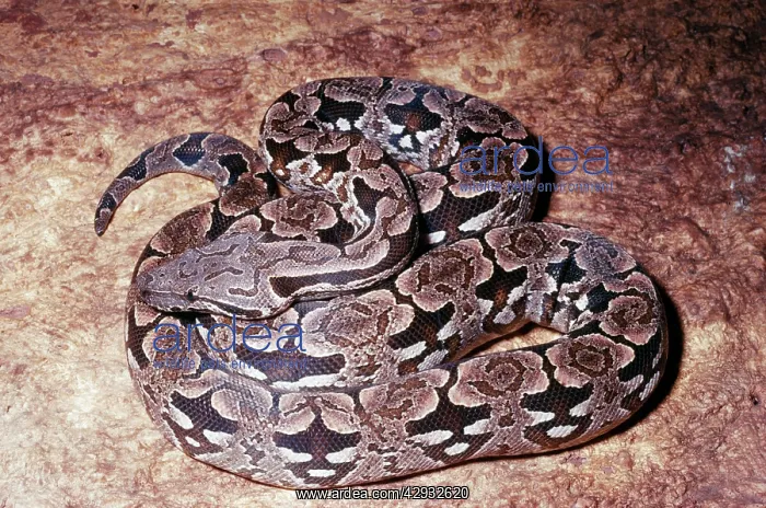 : DumerilIs Ground Boa : DumerilIs Ground Boa